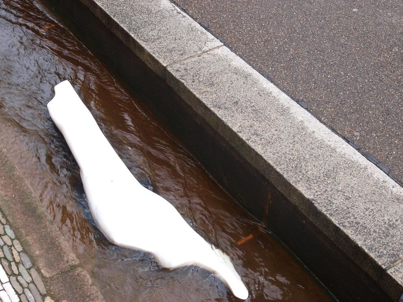 p7180405.jpg (5872 visits) p7180405.jpg